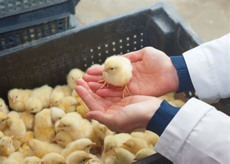 the farm chicks|where to buy mary's chicken.